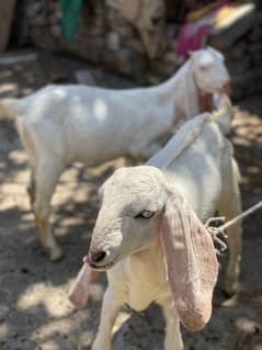 white rajanpuri goats pair 0
