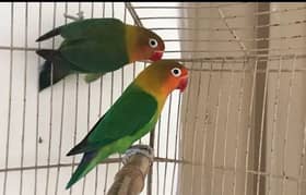 AOA Love birds breeder pair for sale. . Astalian parrot bhi