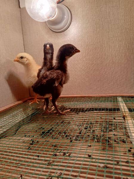 2 Adeel chicks with high quality 1