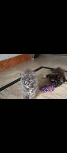 male and female Persian kittens 5