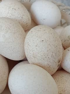 Turkey Fertile eggs