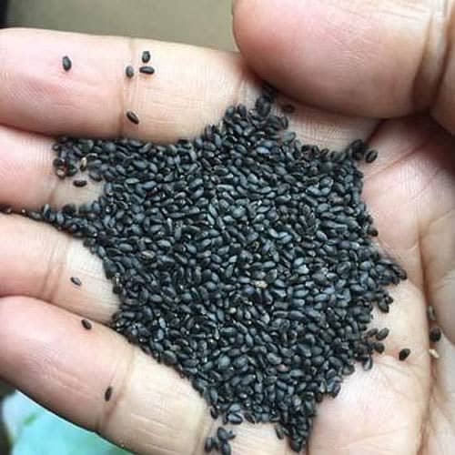 Basil seeds for sale تخم ملنگا 1