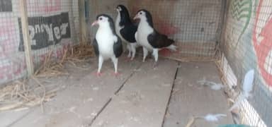 home breed pigeons young ready to breed