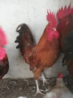 Adult Golden Misri Cocks