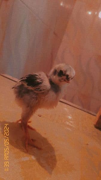Pure Aseel Chicks 7