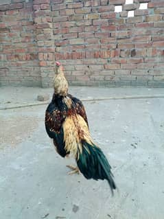 ASEEL CHICKEN BREED IS THE MOST POPULAR POULTRY BIRD IN PAKISTAN