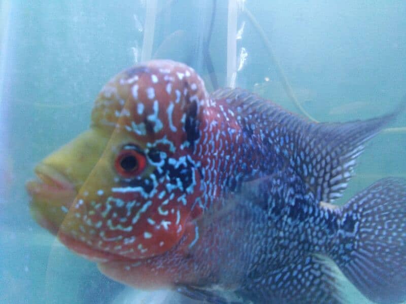 parrot fish cichlets family fishes blue line flower horn 11