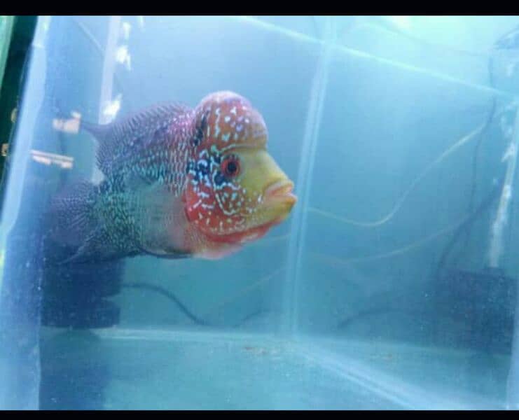 parrot fish cichlets family fishes blue line flower horn 14