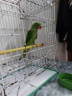 Raw Alexandrine parrot mithu and cages