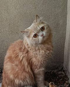 Triple coated Fawn Persian Female cat