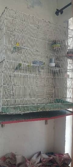 Australian parrots 3 pairs with double size cage 03335175557