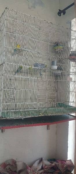 Australian parrots 3 pairs with double size cage 03335175557 0