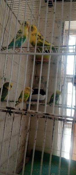 Australian parrots 3 pairs with double size cage 03335175557 1