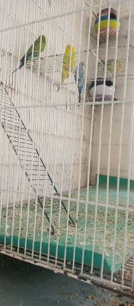 Australian parrots 3 pairs with double size cage 03335175557 2