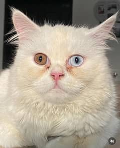 White Persian Dollface Cat For Sale
