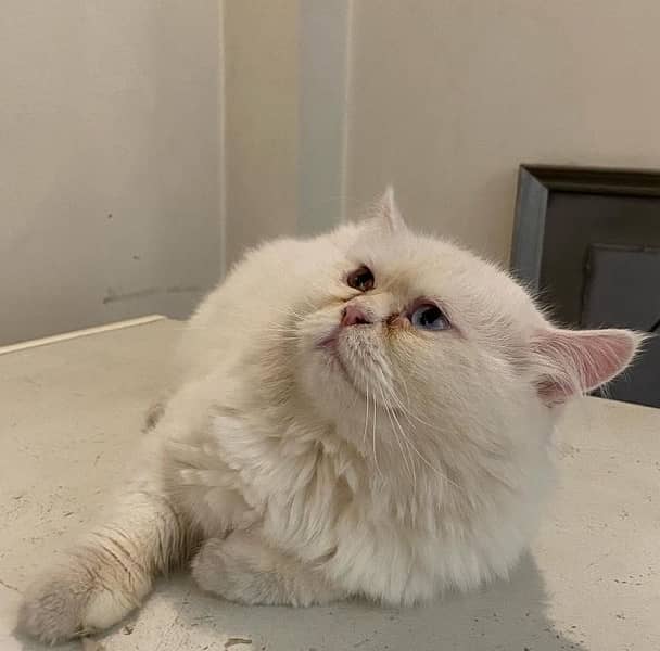 White Persian Dollface Cat For Sale 1