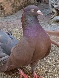 pigeons for sell