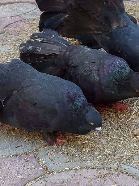 pigeons for sell 2