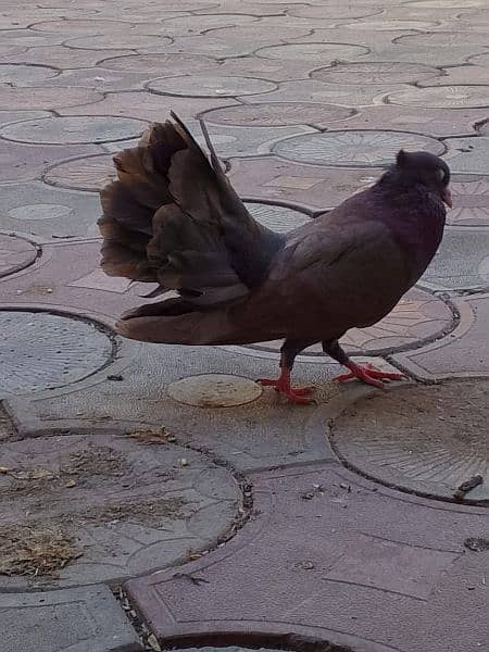 pigeons for sell 4