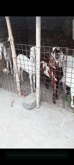 6 goats and one male age 8 month