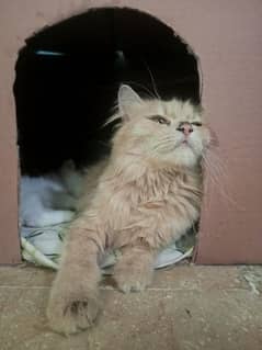Persian cat 1.5 years old for sale.