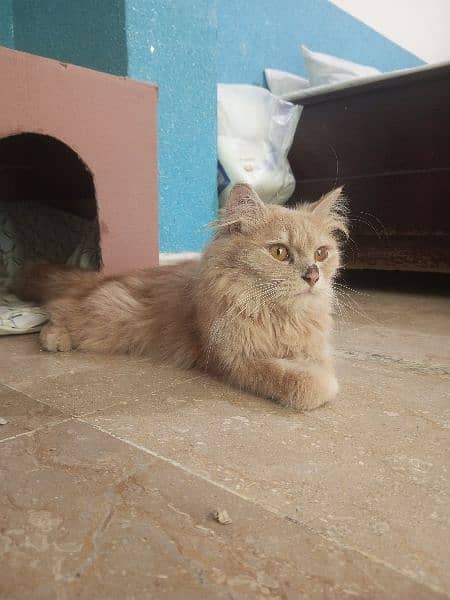 Persian cat 1.5 years old for sale. 1