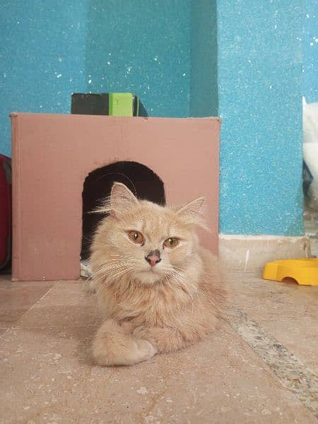 Persian cat 1.5 years old for sale. 2