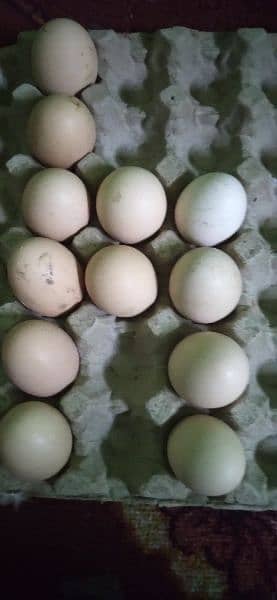 Fertile Brahma hen eggs. 1