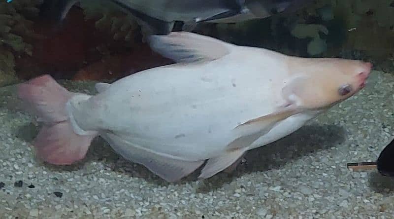 Albino shark 1