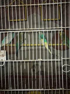 love bird,budgies,cages accesries