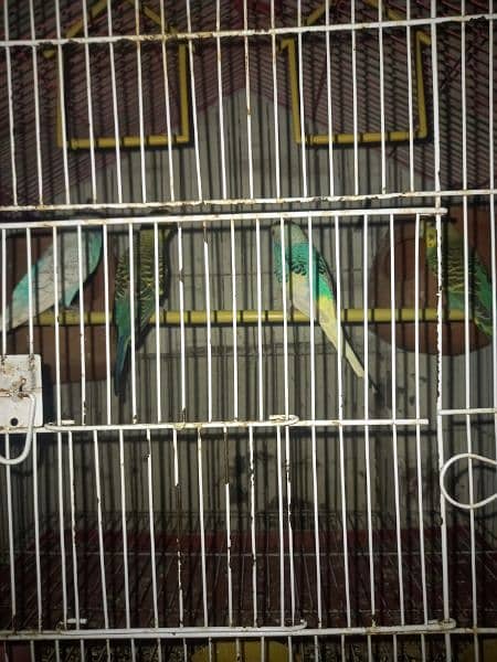 love bird,budgies,cages accesries 0