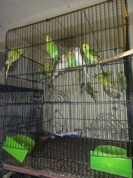 love bird,budgies,cages accesries 1
