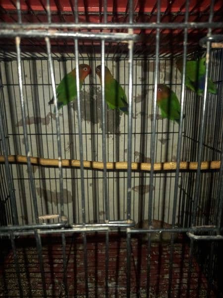 love bird,budgies,cages accesries 2