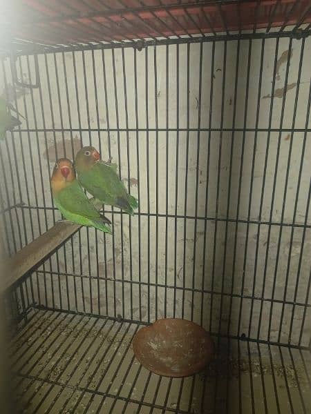 love bird,budgies,cages accesries 3