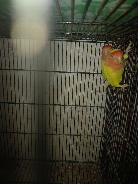 love bird,budgies,cages accesries 4
