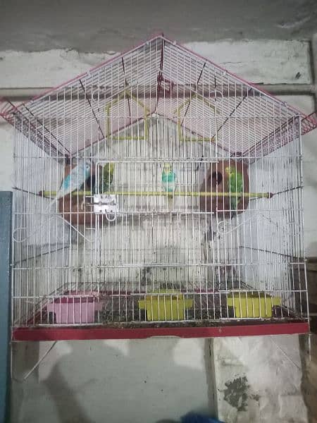 love bird,budgies,cages accesries 5
