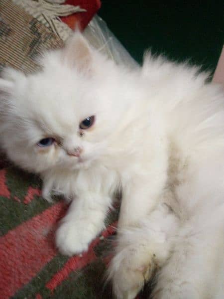 pure persian kitten 1