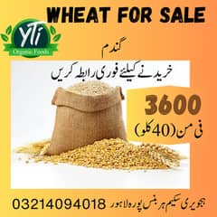 Wheat gandum mota dana our own farms