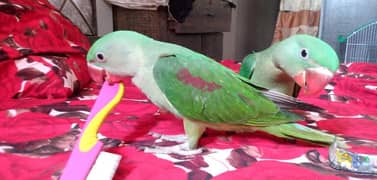 Kashmiri Pahari Parrots