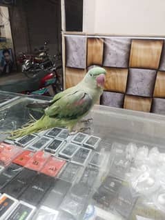 Beautiful Parrot For Sale