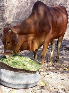 Bull for qurbani