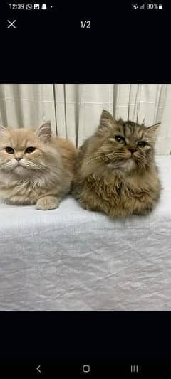 female cats for adoption.
