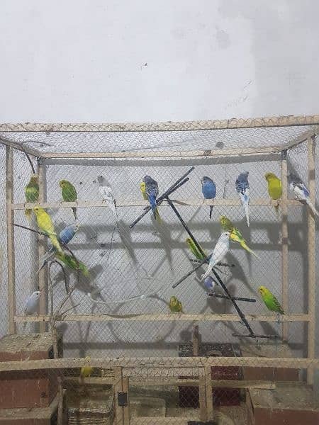 australia parrot  male and female total (30) 2