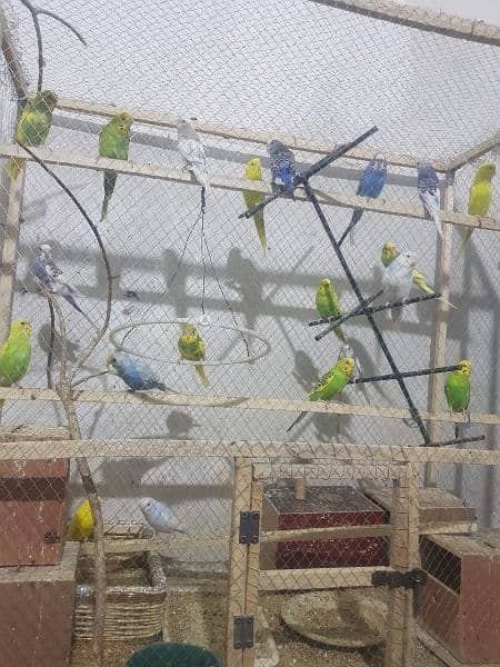 australia parrot  male and female total (30) 3