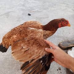 hen for sale pure aseel