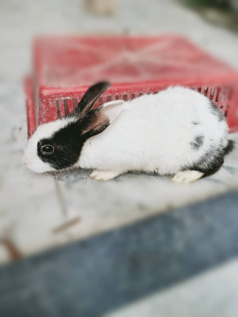 Female Rabbit for sale 1
