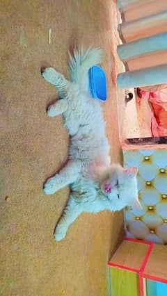 Persian Cats | Adult Cat For Sale | Doll Face | Triple Coat