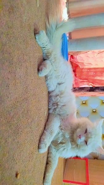 Persian Cats | Adult Cat For Sale | Doll Face | Triple Coat 1