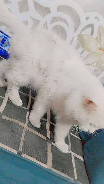 Persian Cats | Adult Cat For Sale | Doll Face | Triple Coat 4