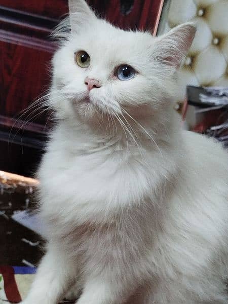 Persian Cats | Adult Cat For Sale | Doll Face | Triple Coat 5